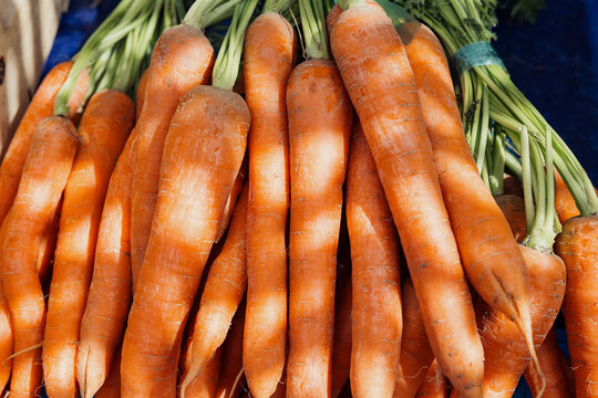 Fresh carrots with green tops at market