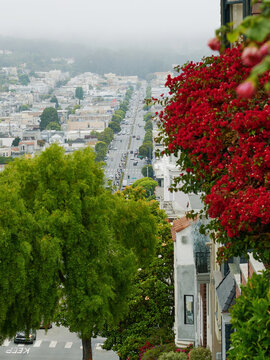 Vibrant Flowers and Cityscape Views in San Francisco's Hilly Streets