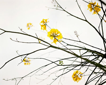 closeup of the newly opened yellow flower at the top, leafless branch