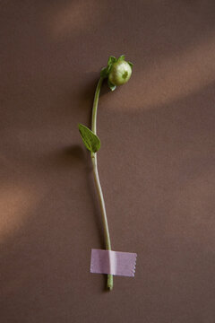 Green bud with leaves gently placed on a textured surface 