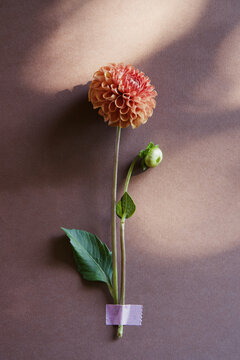 Beautiful single dahlia flower displayed on a gray background