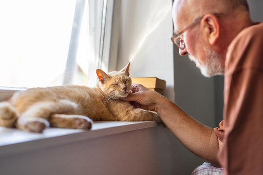 Pet companion