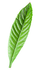 Obraz premium Green leaf persimmon isolated on a white background. Clipping path included