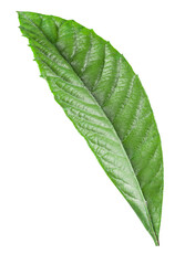 Obraz premium Green leaf persimmon isolated on a white background. Clipping path included