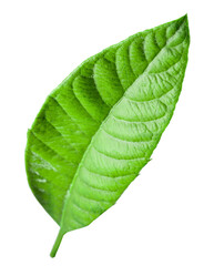 Obraz premium Green leaf persimmon isolated on a white background. Clipping path included