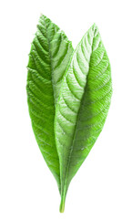 Obraz premium Green leaf persimmon isolated on a white background. Clipping path included