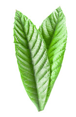 Obraz premium Green leaf persimmon isolated on a white background. Clipping path included