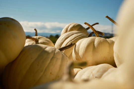White pumpkins fresh from the vine