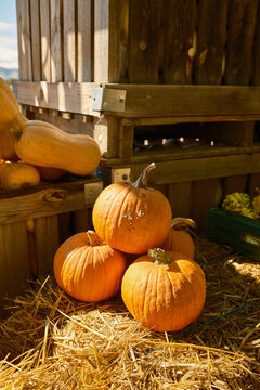 Pumpkin farm in a warm autumn day