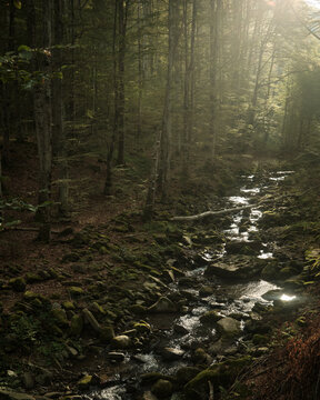 A cold stream in the woods