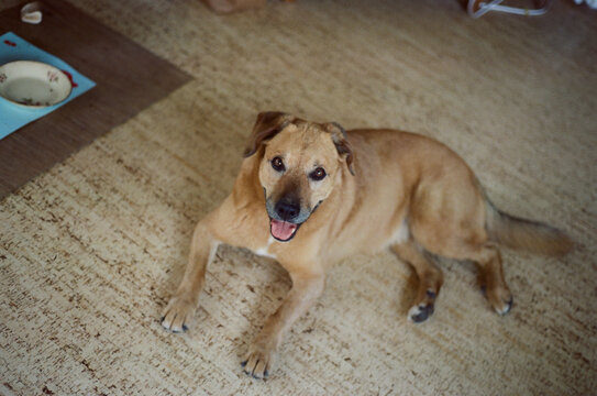 Top view of a happy dog.