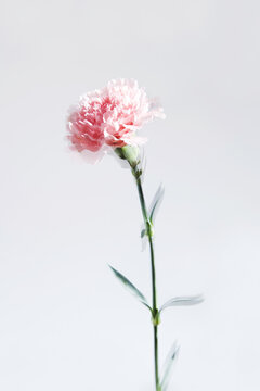 Beautiful pink carnation flower with delicate petals