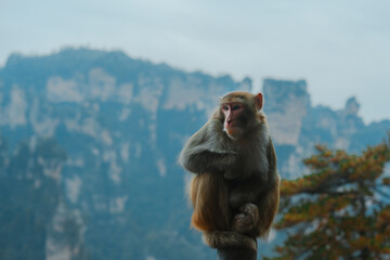 Monkey sitting on the fence on the background of epic `Avatar mountain