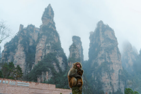 Monkey sitting on the fence on the background of epic `Avatar mountain
