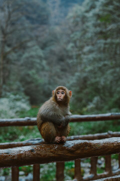 Monkey sitting on the fence on the background of epic `Avatar mountain