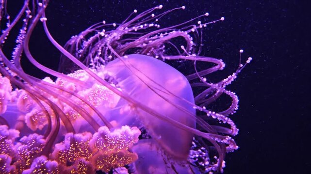 Close-up of jellyfish, with long tentacles and ornate structures, set against a dark background