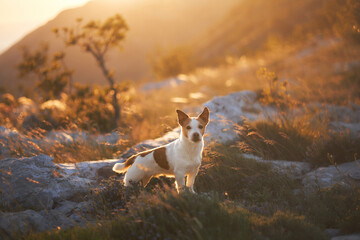A white and brown terrier walks confidently over stony terrain during golden hour. Sunlight spills over rocks and grass behind the dog.