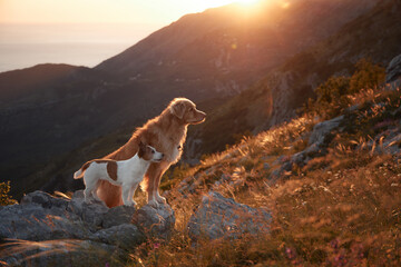A terrier and retriever stand close at a rocky peak lit by the setting sun. The valley and sea beyond form a distant hazy horizon.