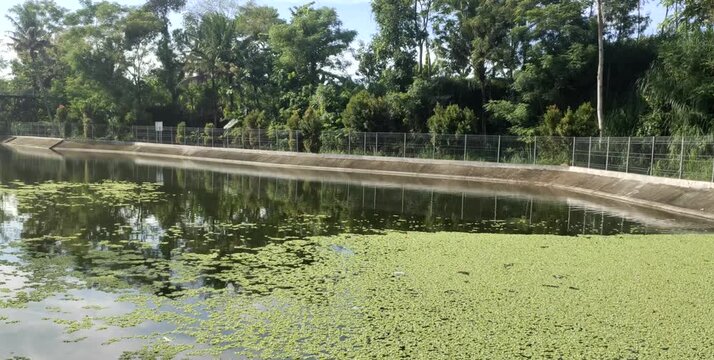A patch of Azolla or Azolla pinnata plants growing abundantly in a water reservoir in Klaten, Indonesia.