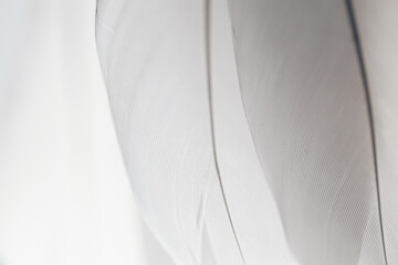 Soft Feather Texture. feathers delicate background. Gray Soft Feather Texture.Abstract Minimalist White Fabric Texture Background