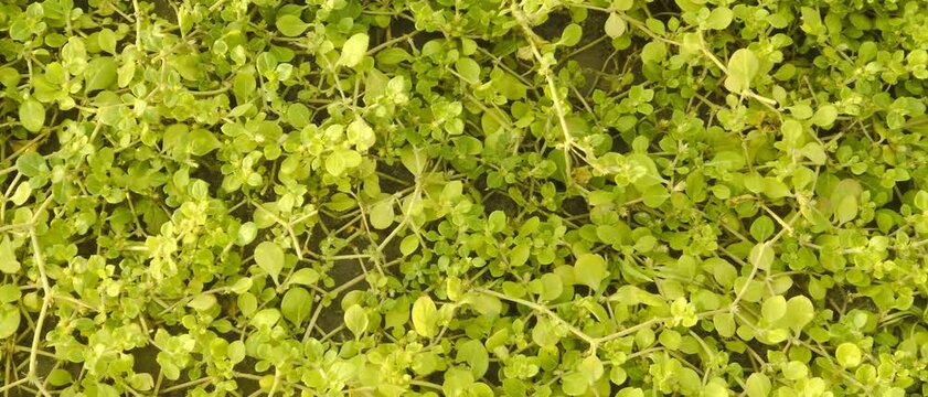 Dense green ground cover plant with small oval leaves spreading naturally across soil surface