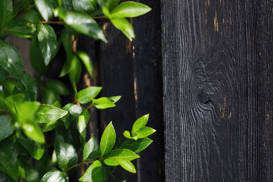 Yakisugi wood texture with vibrant green leaves creates striking contrast highlighting unique charred surface and natural grain pattern in outdoor sunlight
