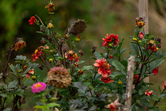 Autumn dahlias