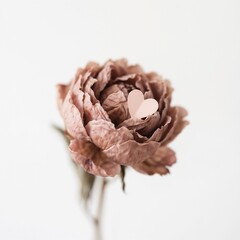 Lovely flower on white