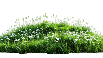 A vibrant grassy hill adorned with a multitude of white daisy-like flowers
