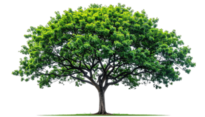 A vibrant green tree with dense foliage and a thick trunk, isolated against a transparent background