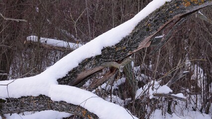 Krajobraz zimowy w lesie. Roślinność pokryta śniegiem. Biały śnieg leżący na konarach drzew © tomo81