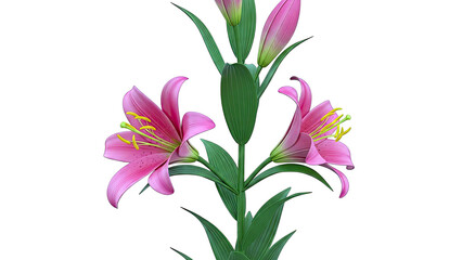 Pink Lilies with Green Stems and Leaves on White Background
