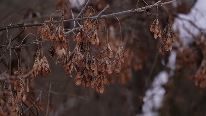 Uschnięte liście drzewa w okresie zimowym © tomo81