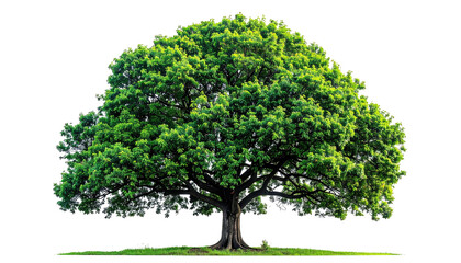 A vibrant, lush, isolated tree, overflowing with green leaves, stands on a grassy surface