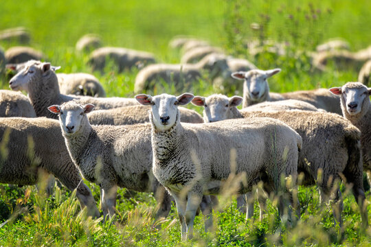 Flock of sheep in a green grass field in Australia on a sunny day. The animals are looking straight ahead with their ears out. 