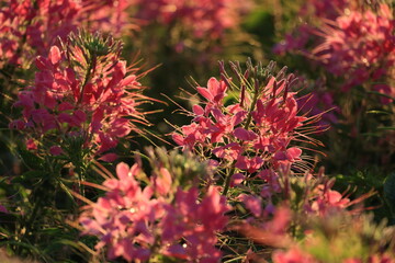 Spider Flower (Cleome speciosa) is a popular ornamental annual known for its tall, showy, spider-like blooms in pink, purple or white,,attracting pollinators like bees and butterflies.
THAILAND