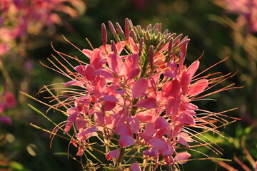 Spider Flower (Cleome speciosa) is a popular ornamental annual known for its tall, showy, spider-like blooms in pink, purple or white,,attracting pollinators like bees and butterflies.
THAILAND
