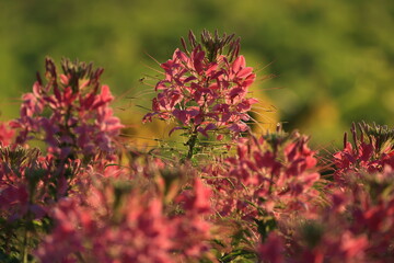 Spider Flower (Cleome speciosa) is a popular ornamental annual known for its tall, showy, spider-like blooms in pink, purple or white,,attracting pollinators like bees and butterflies.
THAILAND