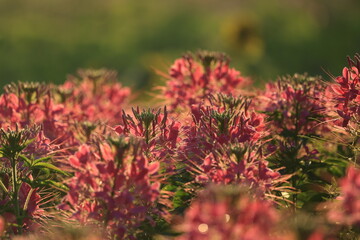 Spider Flower (Cleome speciosa) is a popular ornamental annual known for its tall, showy, spider-like blooms in pink, purple or white,,attracting pollinators like bees and butterflies.
THAILAND