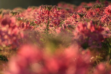 Spider Flower (Cleome speciosa) is a popular ornamental annual known for its tall, showy, spider-like blooms in pink, purple or white,,attracting pollinators like bees and butterflies.
THAILAND