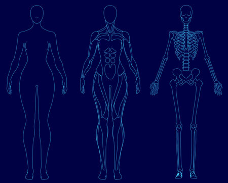 A female skeleton outline reveals the body's internal structure, highlighting major bones and muscle attachment points. This anatomical contour illustration is ideal for medical or educational use.