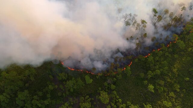 Planned prescribed burn in Florida forest improves ecosystem health, with flames and smoke rising into the sky.