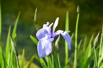 カキツバタ「濡れ鷺」　Iris laevigata 'Nuresagi'