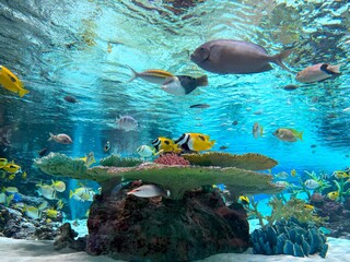 水族館のサンゴ礁
