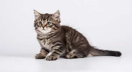 明るく均一な柔らかな光が降り注ぐ清潔な白いスタジオでフワフワした茶トラの子猫がキラキラした瞳で好奇心旺盛にこちらをじっと見つめながら座っています. AI Generated