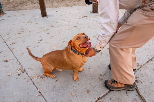 holding dog by collar