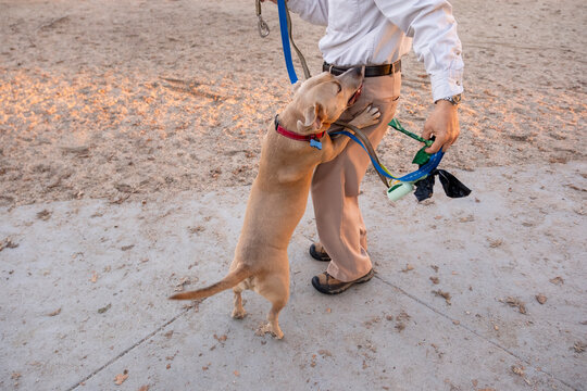 bad behavior dog jumping 