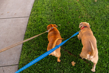 dogs walking leashes
