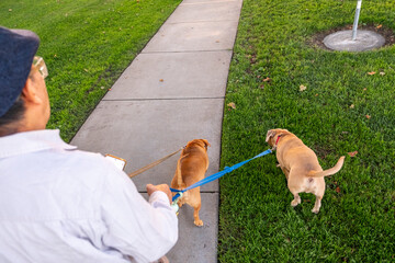 walking dogs
