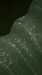 Water droplets on taro leaves. Green and fresh.